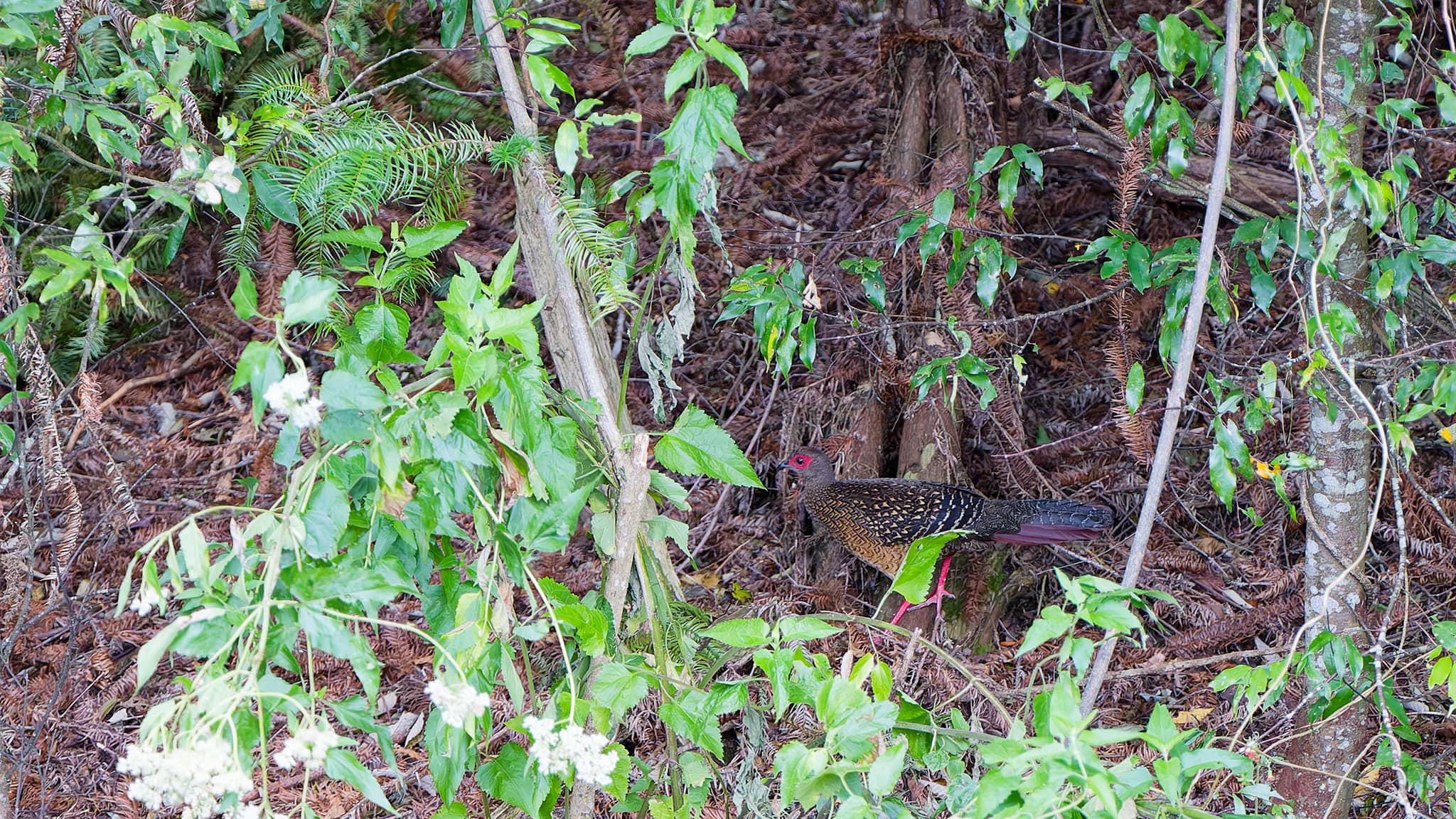 03 - Hehuanshan (46).jpg